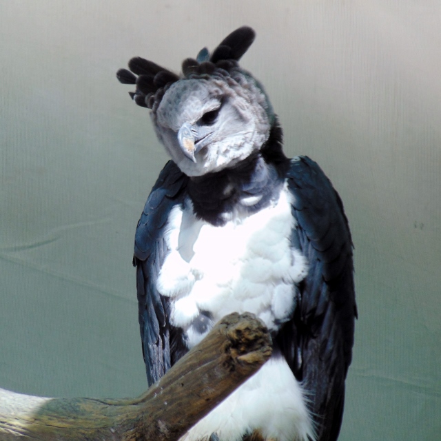 Dallas Zoo shares adorable photo of harpy eagle to brighten up your day