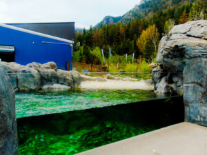 African Black-footed Penguin Pool Cheyenne Mountain Zoo