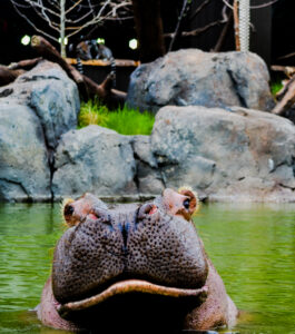 Kasai Nile River Hippo Water's Edge Cheyenne Mountain Zoo 2