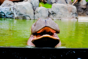 Kasai Nile River Hippo Water's Edge Cheyenne Mountain Zoo 3