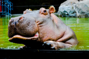 Kasai Nile River Hippo Water's Edge Cheyenne Mountain Zoo 5