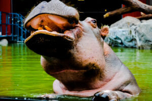 Kasai Nile River Hippo Water's Edge Cheyenne Mountain Zoo 7