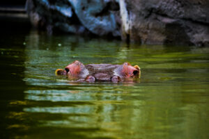 Kasai Nile River Hippo Water's Edge Cheyenne Mountain Zoo 9