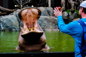 Kasai & Steve Nile River Hippo Water's Edge Cheyenne Mountain Zoo 2