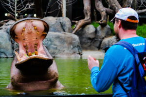 Kasai & Steve Nile River Hippo Water's Edge Cheyenne Mountain Zoo