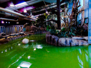 Knife Edge Hippo Pool Water's Edge Cheyenne Mountain Zoo 2