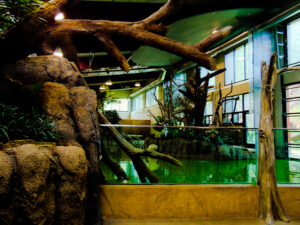 Knife Edge Hippo Pool Water's Edge Cheyenne Mountain Zoo 3