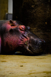 Nile River Hippo Cheyenne Mountain Zoo