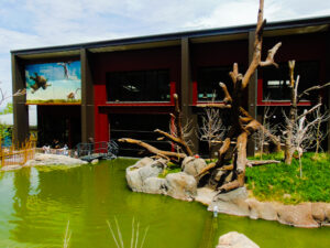 Nile River Hippo Water's Edge Pool Cheyenne Mountain Zoo