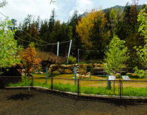 River Hippo Outdoor Habitat Water's Edge Cheyenne Mountain Zoo