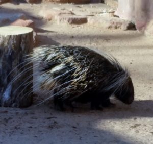 African Crested Porcupine Oklahoma City Zoo