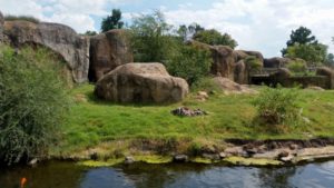 African Lion Habitat Sedgwick County Zoo Wichita KS