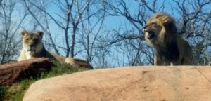 African Lions Overlook Oklahoma City Zoo