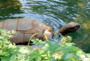 Aldabra Tortoise Sedgwick County Zoo Wichita KS