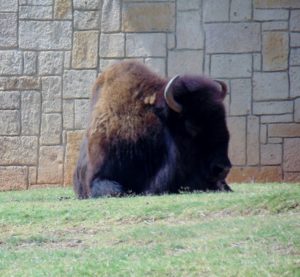 North American Bison Oklahoma Trails Oklahoma City Zoo