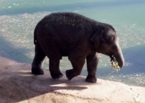 Asian Elephant Baby Oklahoma City Zoo - The Zoo Review