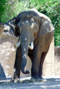 Asian Elephant St. Louis Zoo