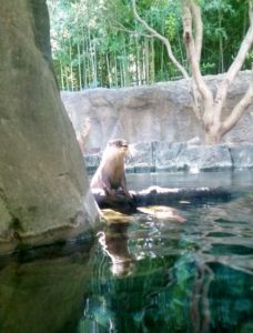 Asian Small Clawed Otters Dallas Zoo