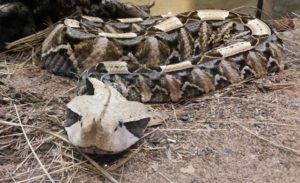 Gaboon Viper Herpaterium Oklahoma City Zoo