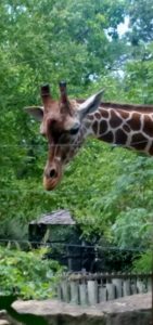 Giraffe Topeka Zoo