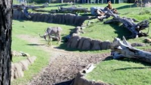 Greater Kudu African Savannah Dallas Zoo