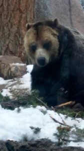 Grizzly Bear winking Cheyenne Mt. Zoo Colorado Springs