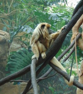 Howler Monkey Tulsa Zoo