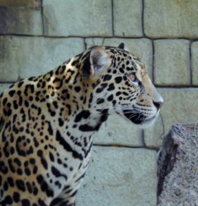 Jaguar Tulsa Zoo