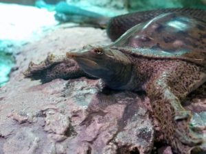 Long Beaked Turtle Oklahoma Trails Oklahoma City Zoo