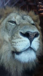 Male Lion Cheyenne Mt. Zoo Colorado Springs