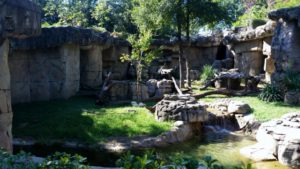 Mandrill Habitat Africa Dallas Zoo