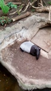 Malayan Tapir Lied Jungle Building Henry Doolry Zoo Omaha NE