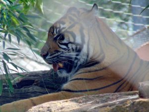 Malayan Tiger Cat Forest Oklahoma City Zoo