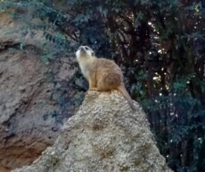 Meerkat Habitat Africa Dallas Zoo