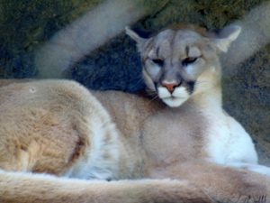 Mt Lion Dickerson Zoo Springfield MO