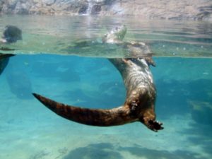 North American River Otter Dickerson Zoo Springfield MO