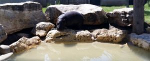 Pygmy Hippo Tanganyika Wildlife Park Wichita