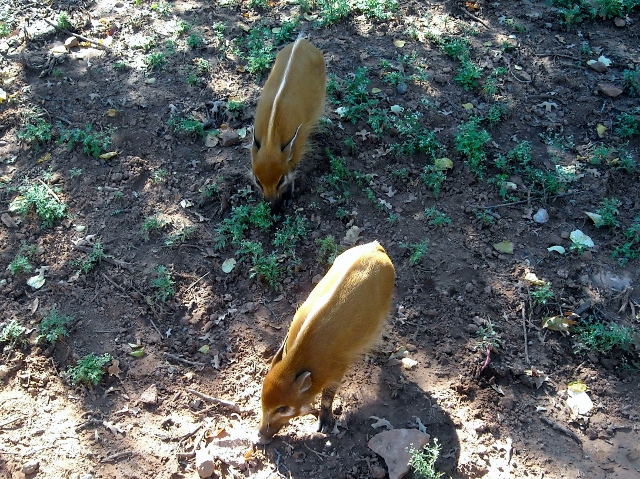 Red River Hog Babies Oklahoma City Zoo - The Zoo Review