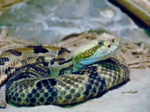 Timber Rattlesnake Oklahoma Trails Oklahoma City Zoo