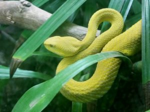 Wetar Island Viper Herpaterium Dallas Zoo