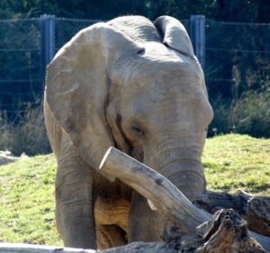 African Elephant Giants of the Savanna Africa Dallas Zoo