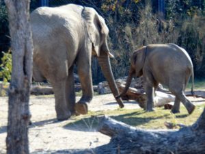 African Elephants Giants of the Savanna Africa Dallas Zoo