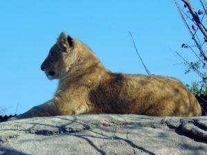 African Lioness Giants of the Savanna Africa Dallas Zoo