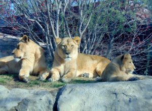 African Lionesses Giants of the Savanna Africa Dallas Zoo