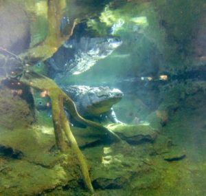 American Alligator Pine Woods & Swamps Fort Worth Zoo