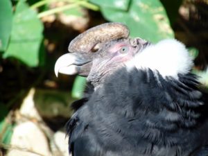 Andean Condor Raptor Canyon Fort Worth Zoo