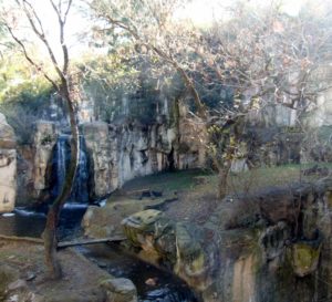 Asian Falls Malayan Tiger Habitat Fort Worth Zoo