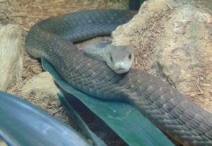 Black Mamba Herpetarium Dallas Zoo