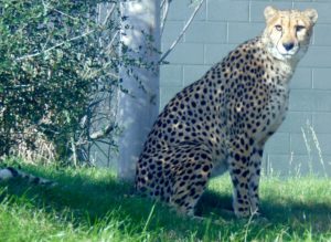 Cheetah Giants of the Savanna Africa Dallas Zoo