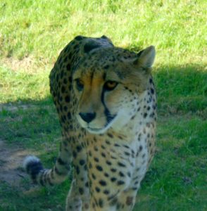 Cheetah Giants of the Savanna Africa Dallas Zoo